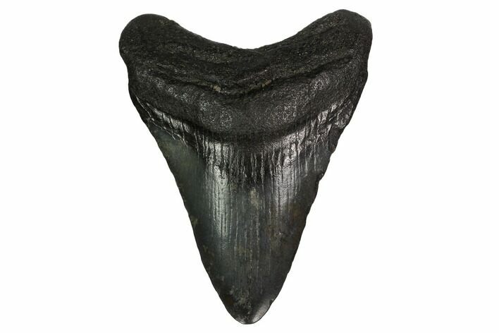Fossil Megalodon Tooth - South Carolina #164926